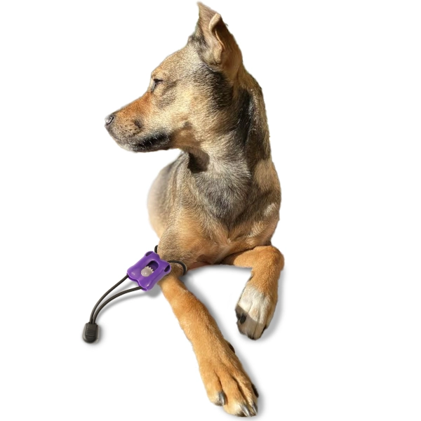 Laccio emostatico per cuccioli di piccola taglia, laccio emostatico veterinario personalizzato. Sul cane