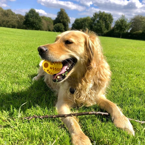 Pallina pulisci denti per cani Golden retriever