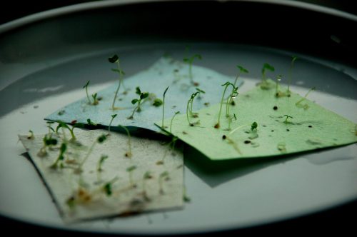Seeded papaer
